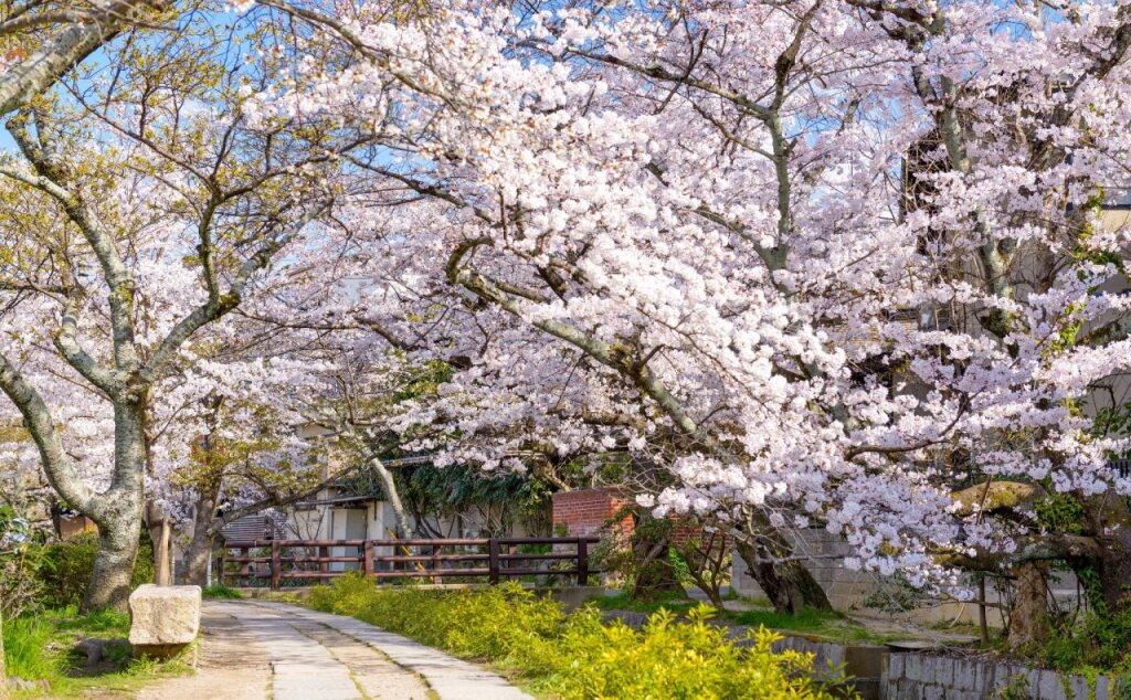 Hiiragiya by null