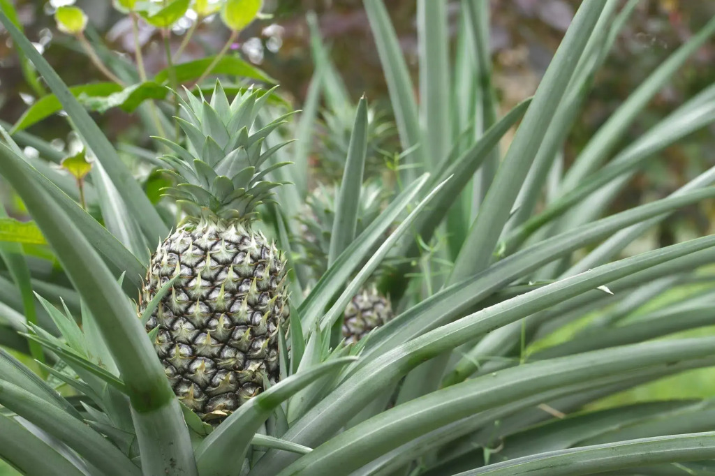 Villas Josipek - фото 38