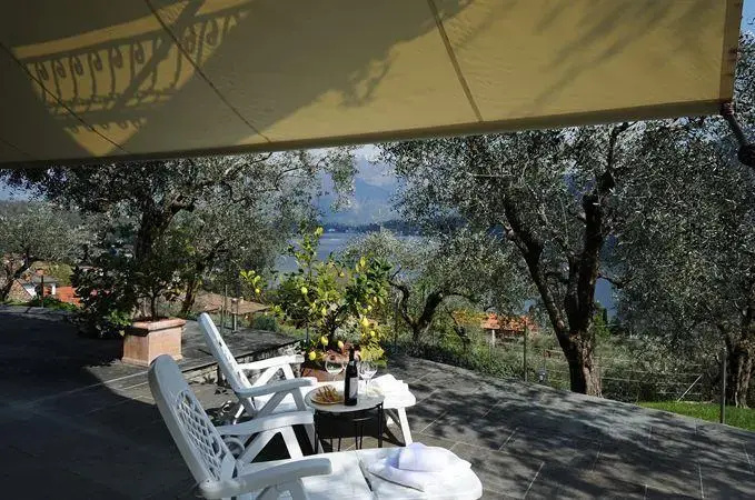 Olive Groves
