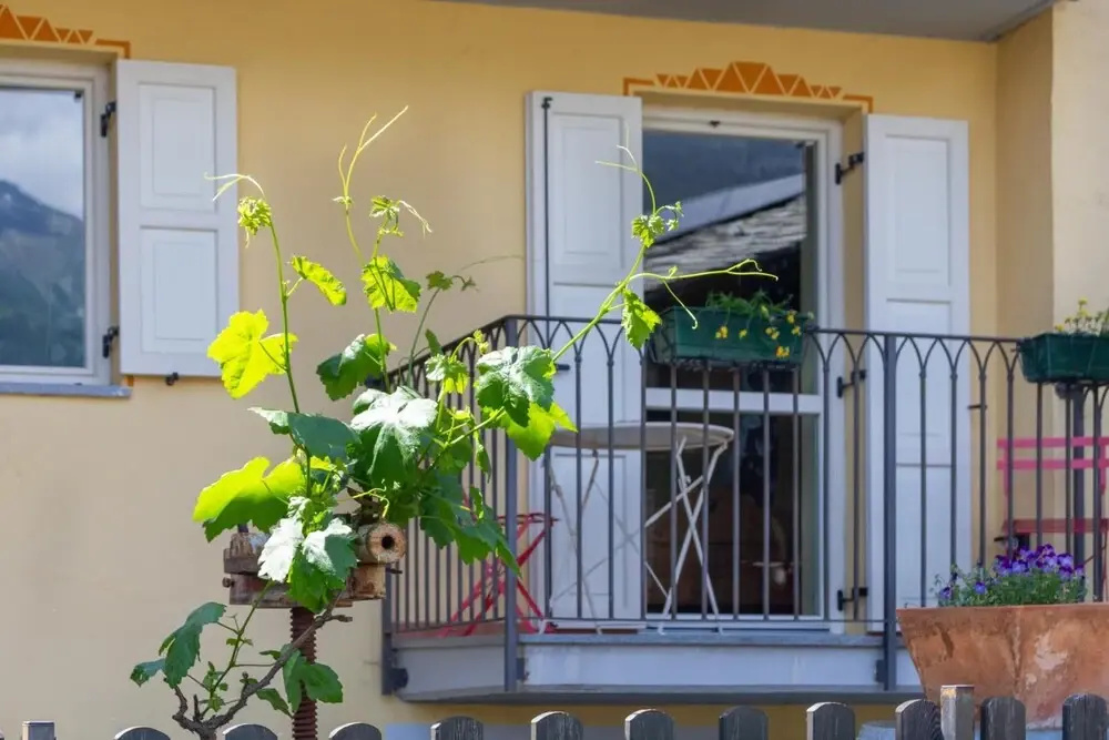 Balcony & Terrace