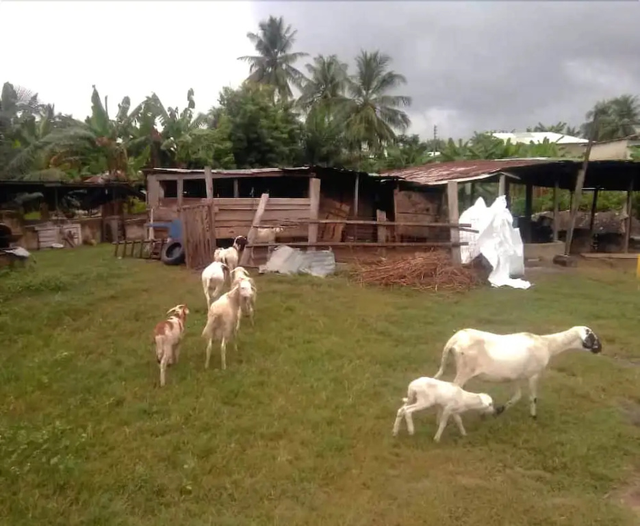 Aeonex Farms