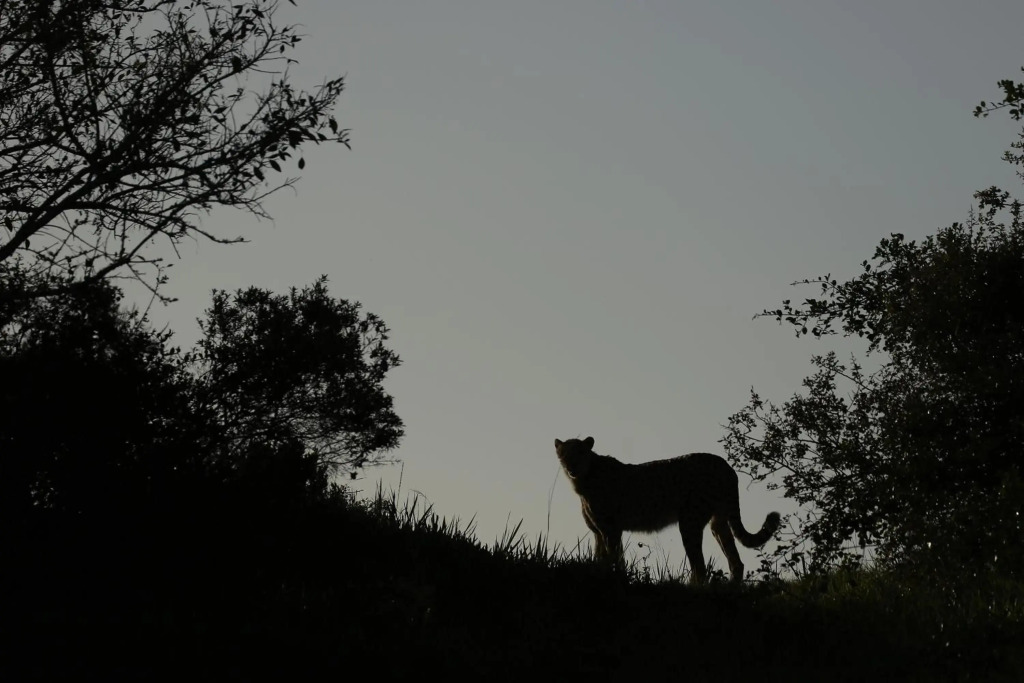 Image 14