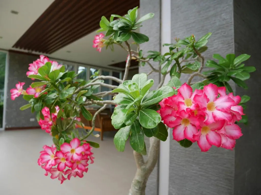 Gypsy Sea View Resort - Chambres