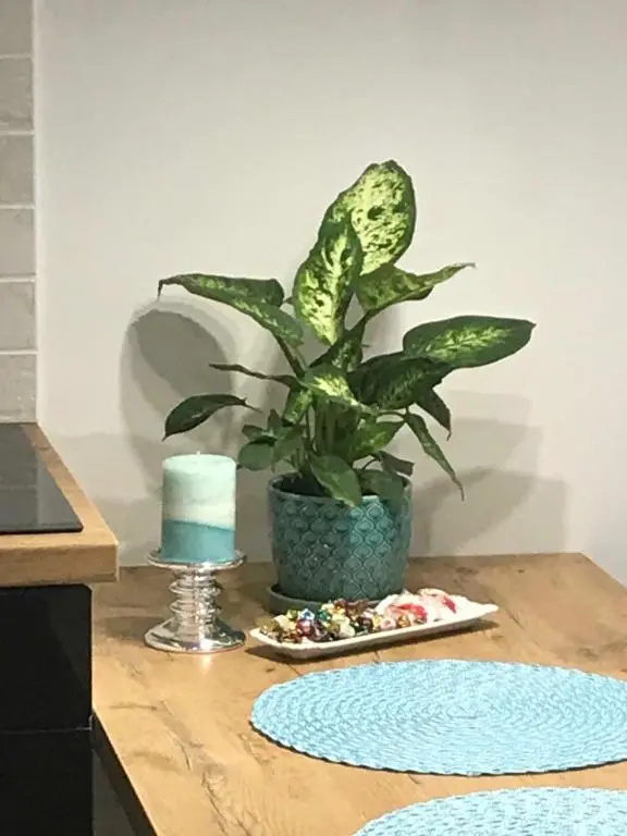 DbD Apartament Gray Turkus Studio