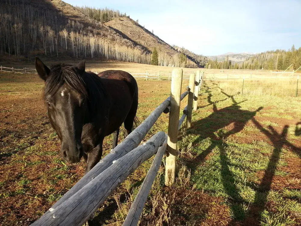 Elk River Guest Ranch - фото 10