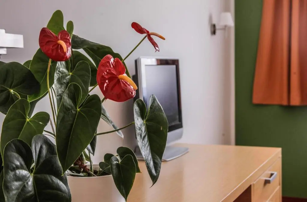 Hotel Veter - Chambres
