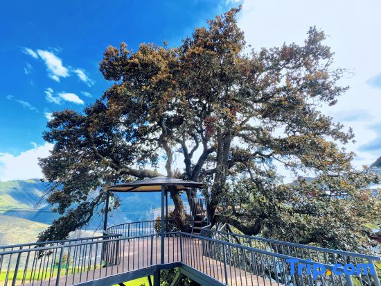 Bolü Meili Ancient Tree Hostel (Feilai Temple Meili Snow Mountain Scenic Area)