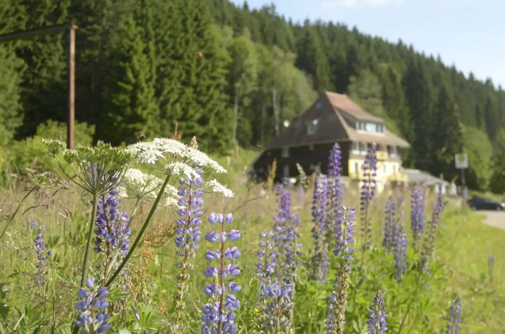 Loffelschmiede Hotel & Restaurant am Titisee / Feldberg - Général