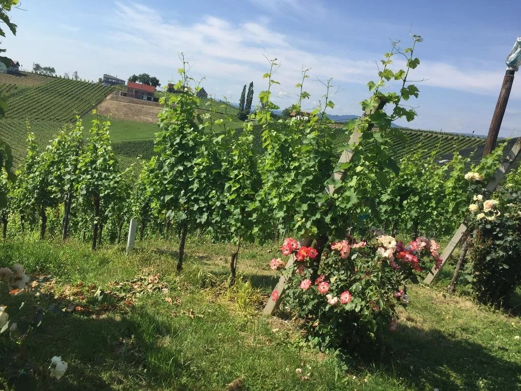 Weingut Gästezimmer Zweytick Robert