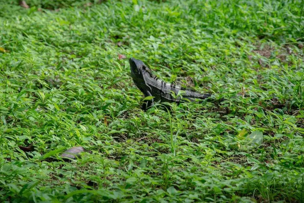 Lodge Margouillat - фото 21