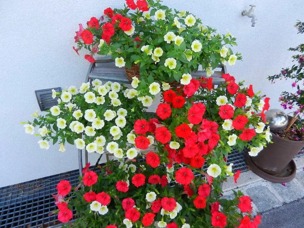 Pension Apartment Hodner