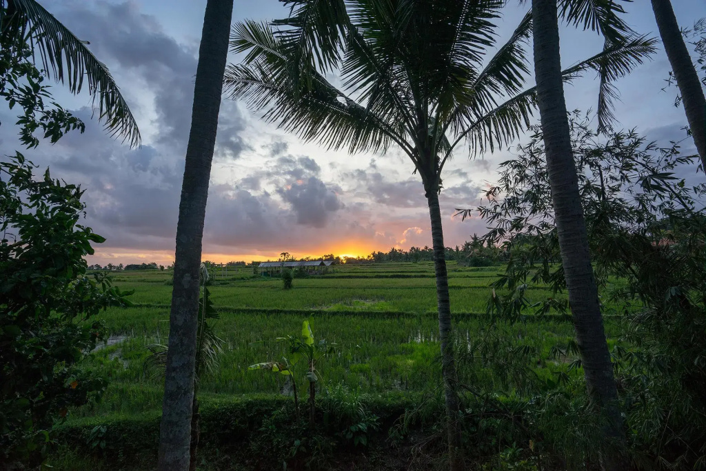 Green Field Corner Gefecon Ubud