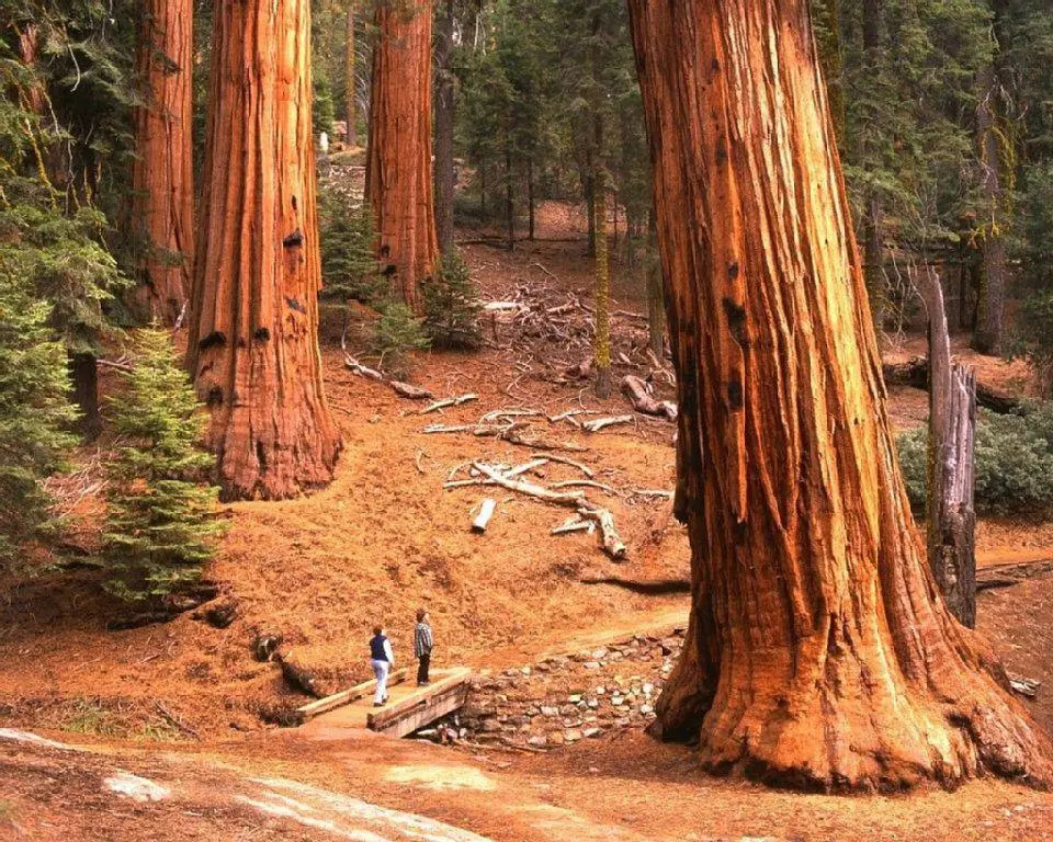 Yosemite's Blue Bird Ranch