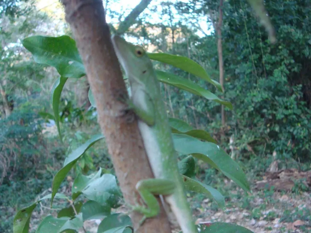 Ecolodge "Blue Morpho" (Mariposa Azul)