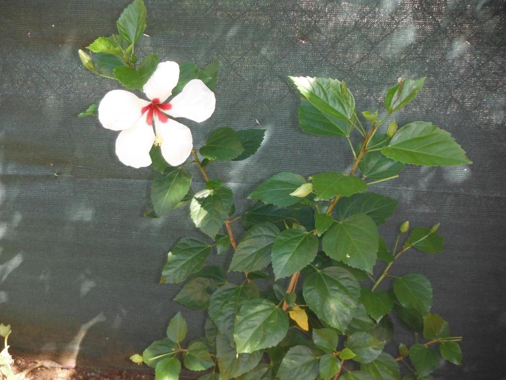 Voir la photo 2 — Studio Hibiscus Le Kayela