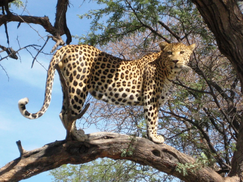 Düsternbrook Safari Guest Farm