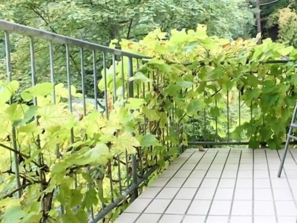 Hotel Winneburg - Chambres