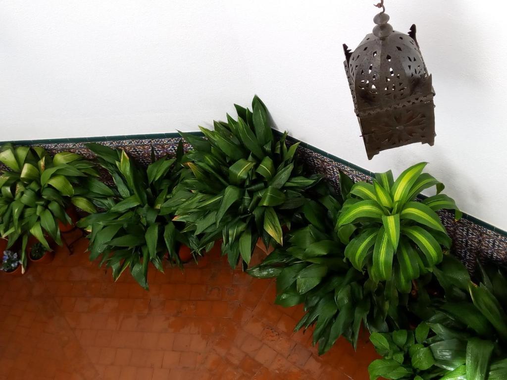 La Posada De Manolo by null
