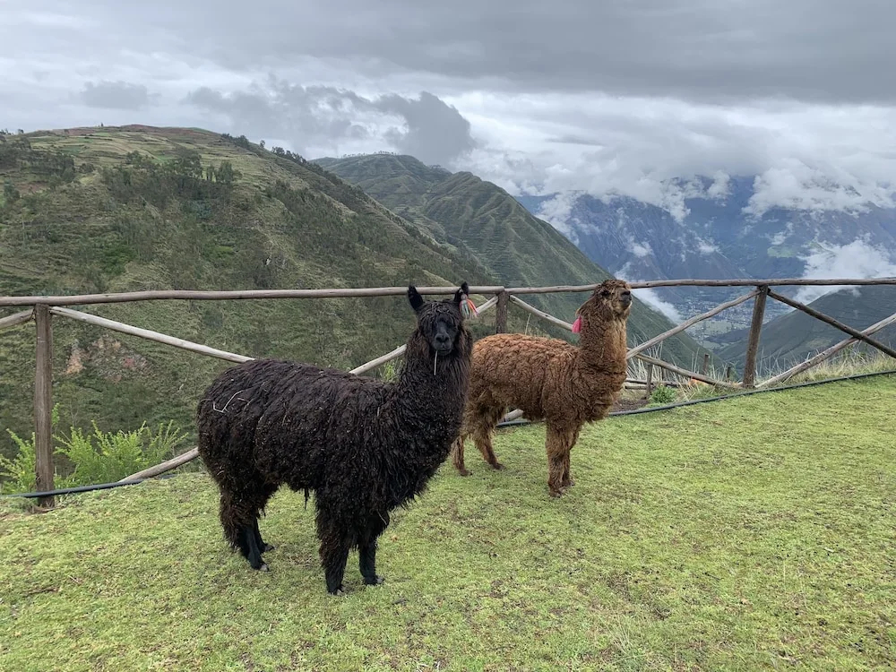 Alpaca Lodge - фото 7