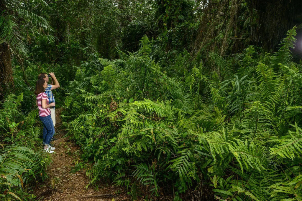 Kosi Forest Lodge by null