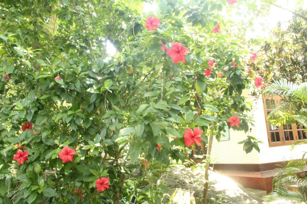 Dionis Villa