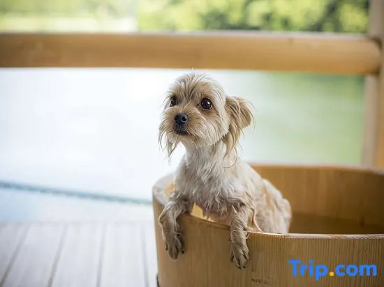 Dog-Friendly Hot Spring Hotel Wankoan
