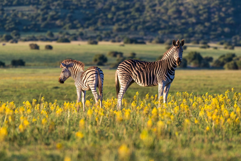 Shamwari Eagles Crag - фото 7