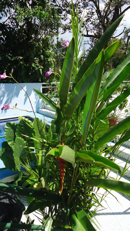 Hotel Mandarina - Général
