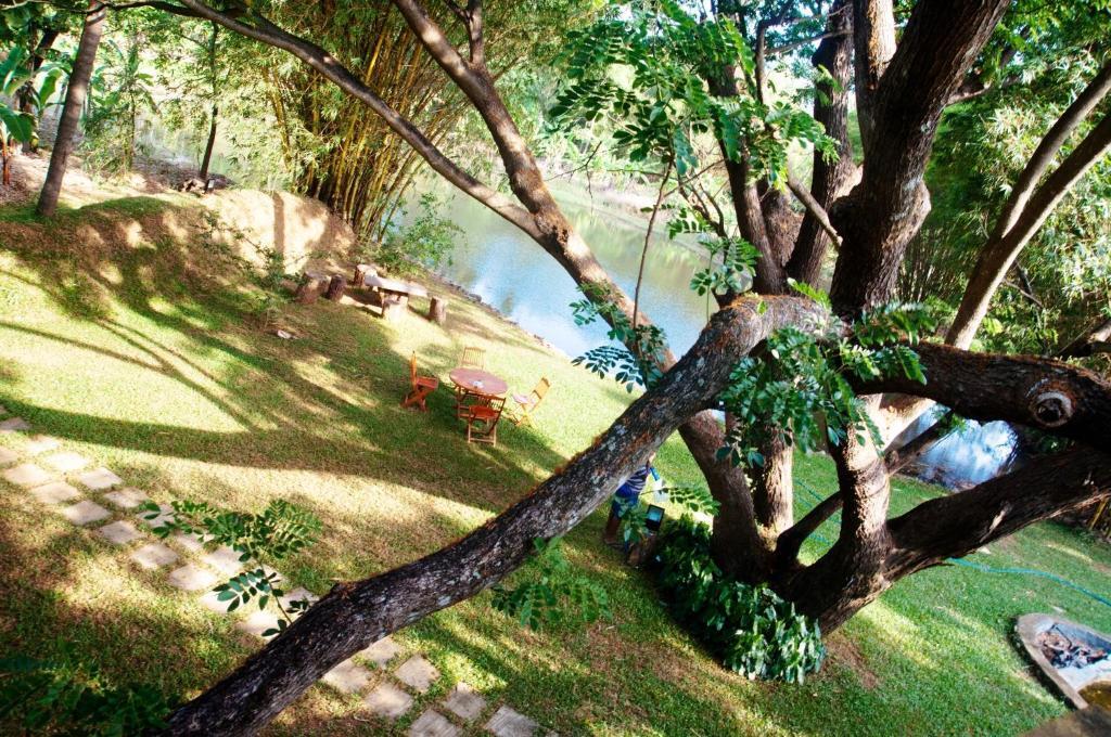 Raintree