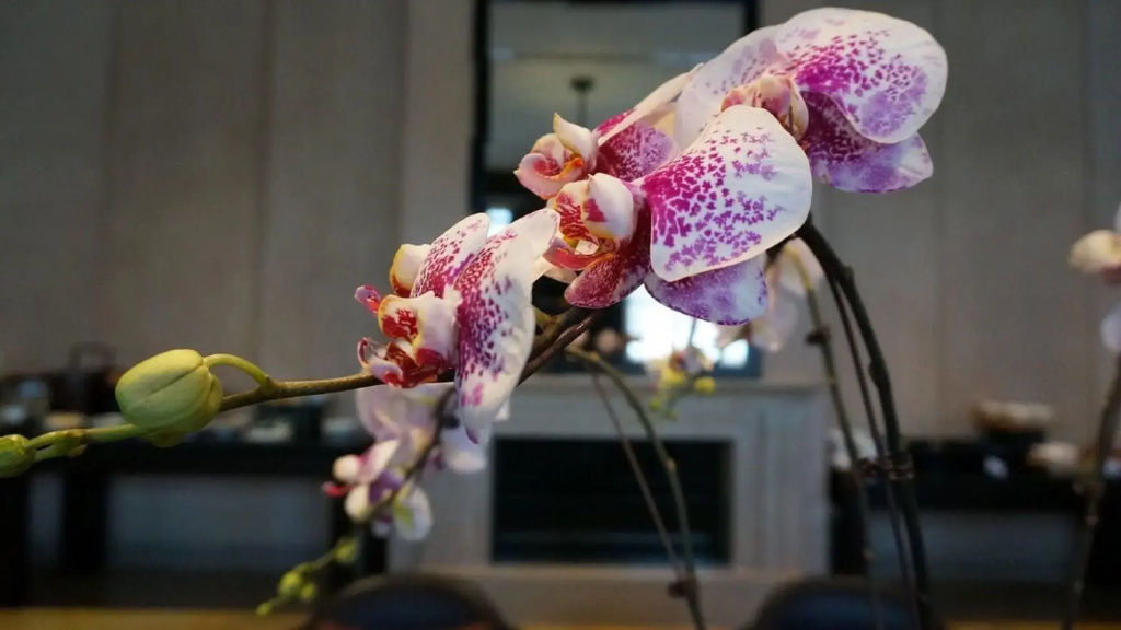 Park Hyatt Changbaishan - фото 22