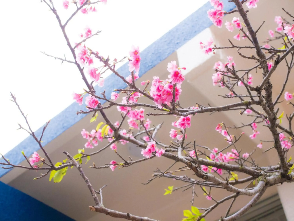 Villa Suite HANA 2Bed room まるまる1棟貸切#北部観光に最適な立地