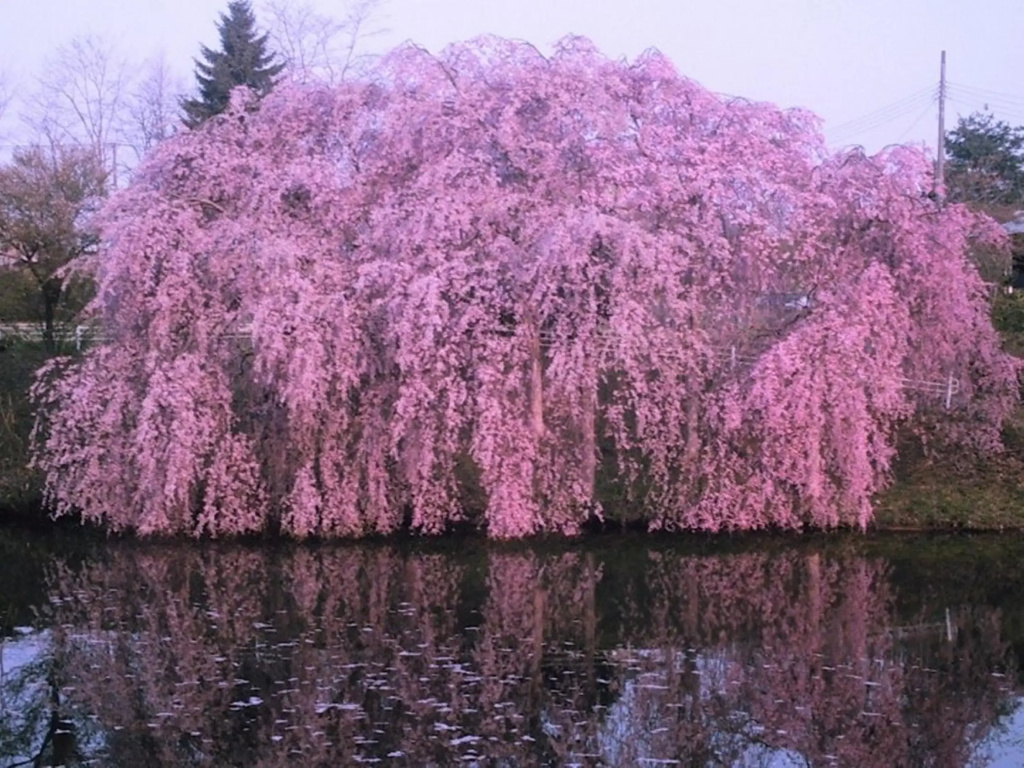 YamaYuri No Yado - фото 21
