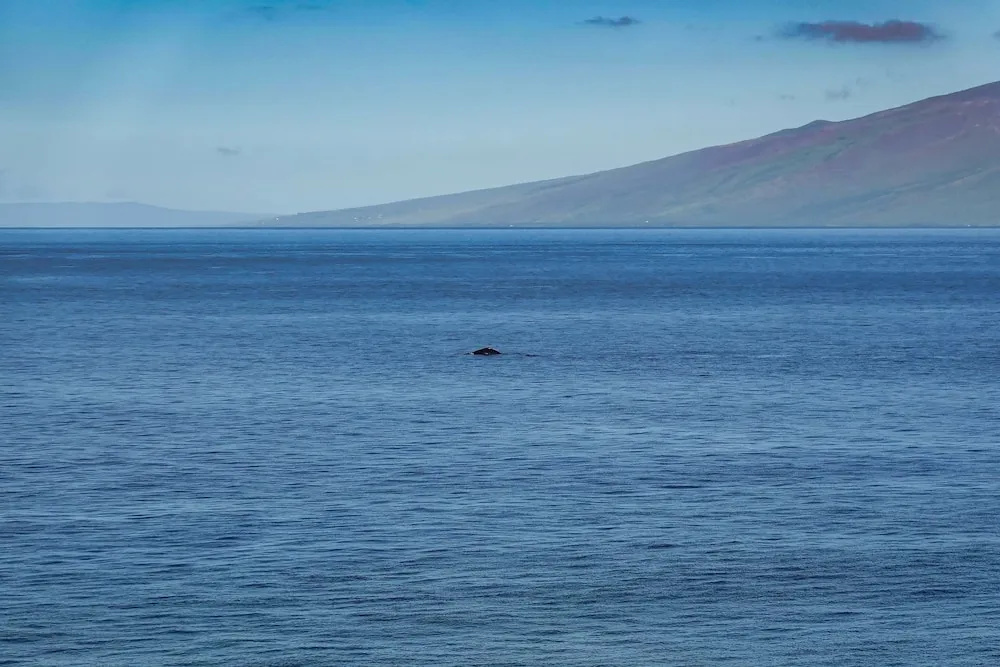 Maui Kai 804 Oceanfront 1 Bd/1ba 1 Bedroom Condo by RedAwning