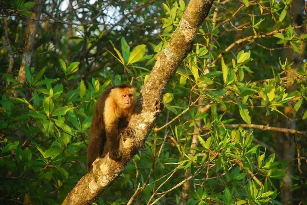 Hotel La Isla - фото 21