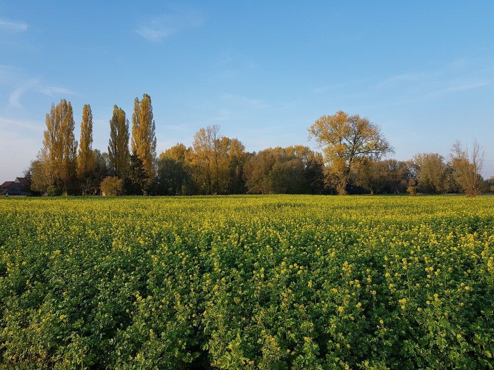 Image 30