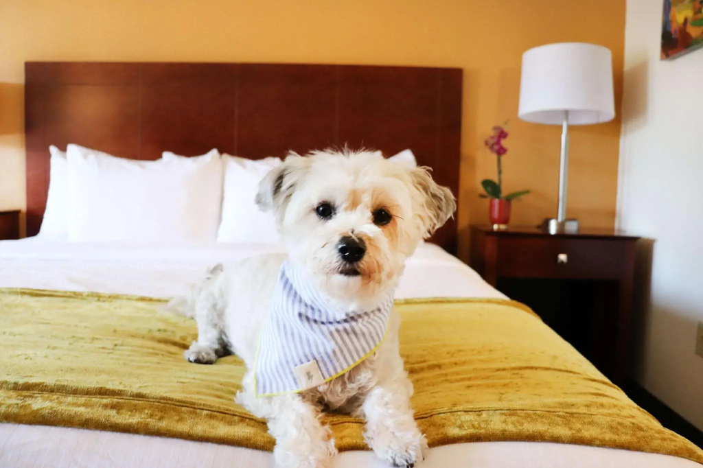 Best Western Inn-Rohnert Park - Chambres