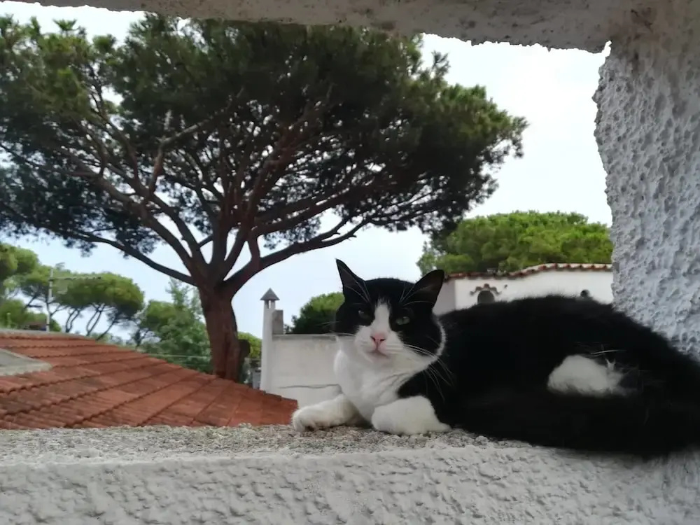 B&B Villa Cinque Pini