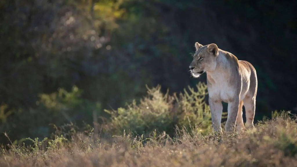 Shamwari Eagles Crag - фото 24