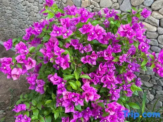 Tiantai Xianren Valley Modern Scenic View Luxury Homestay (Tiantai Grand Waterfall Branch)