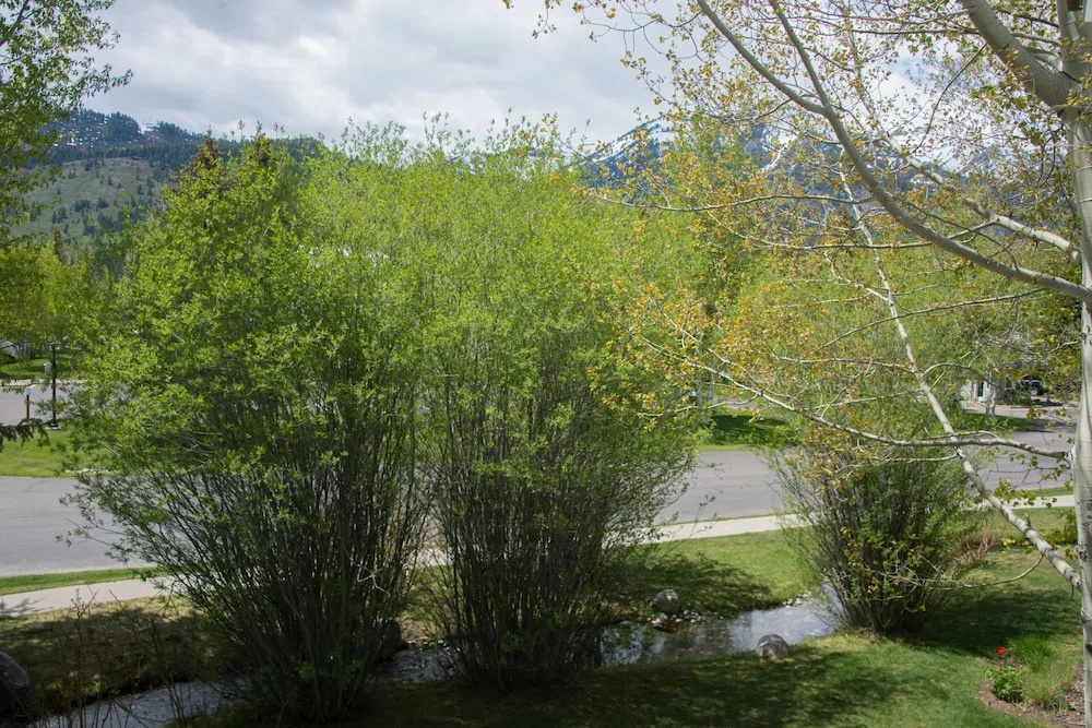 Teton Pines by Jackson Hole Resort Lodging