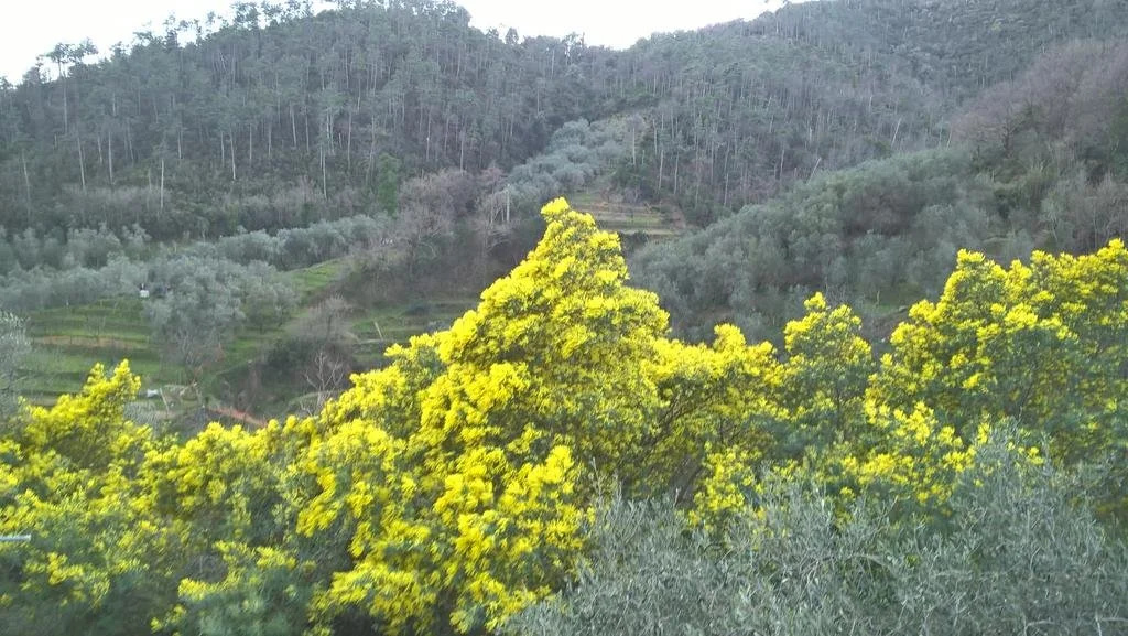 Villa Allaluloja