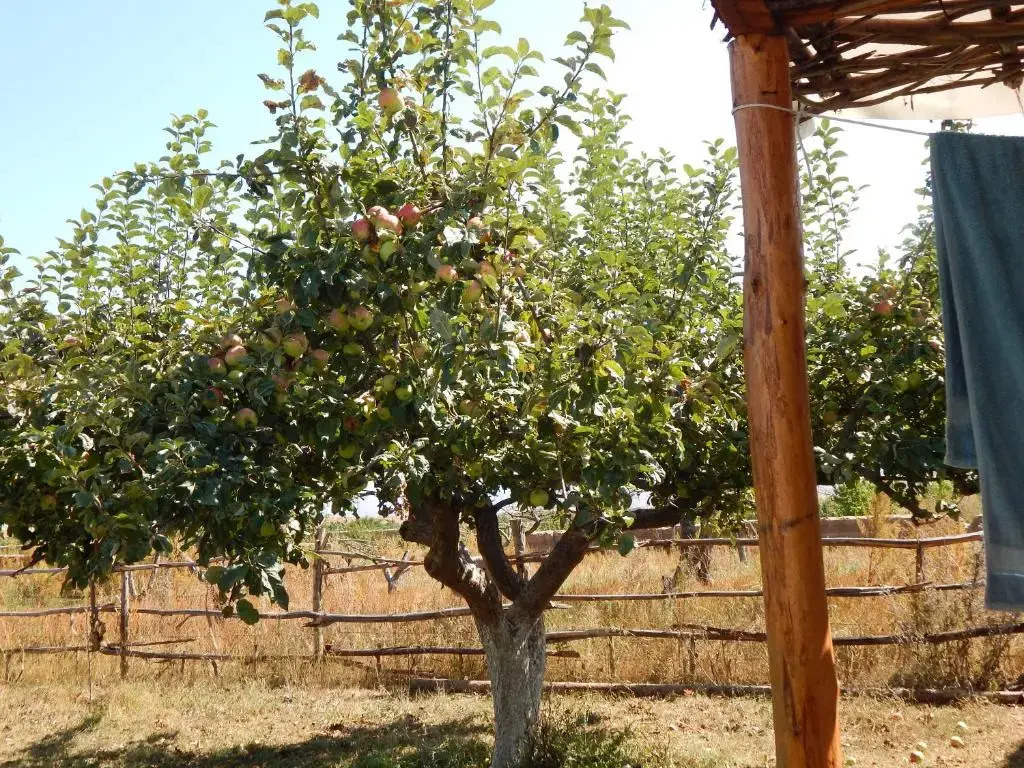 Jurten Camp Almaluu - фото 7