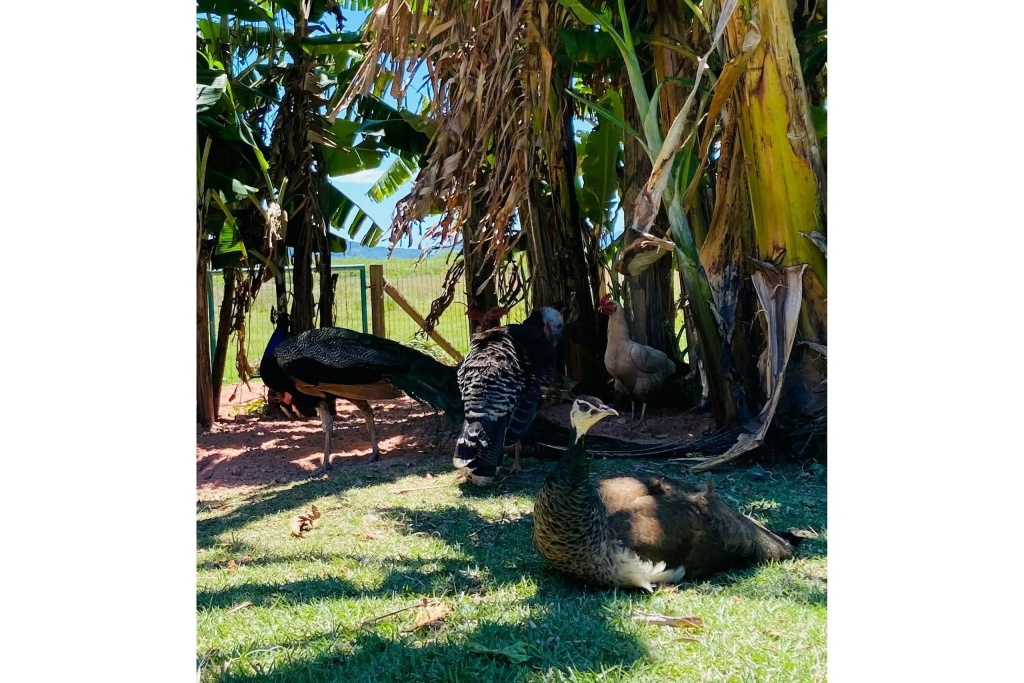 Casa Com Piscina Em Floripa Norte Da Ilha 15min Jurerê