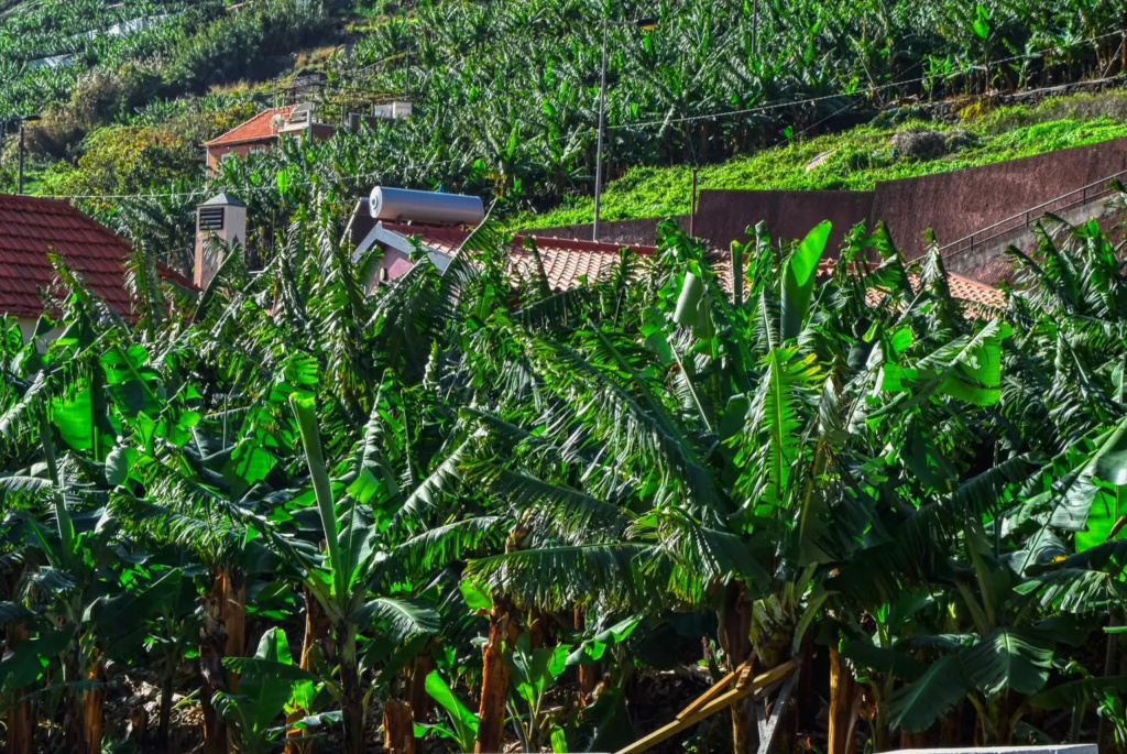 Casa da Praia a Home in Madeira