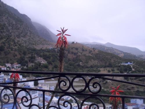 Balcony & Terrace