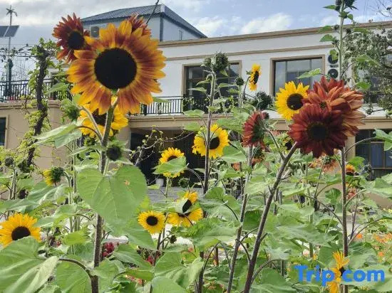 Xinyuan Xiaoqiao Chunshe Urban Homestay