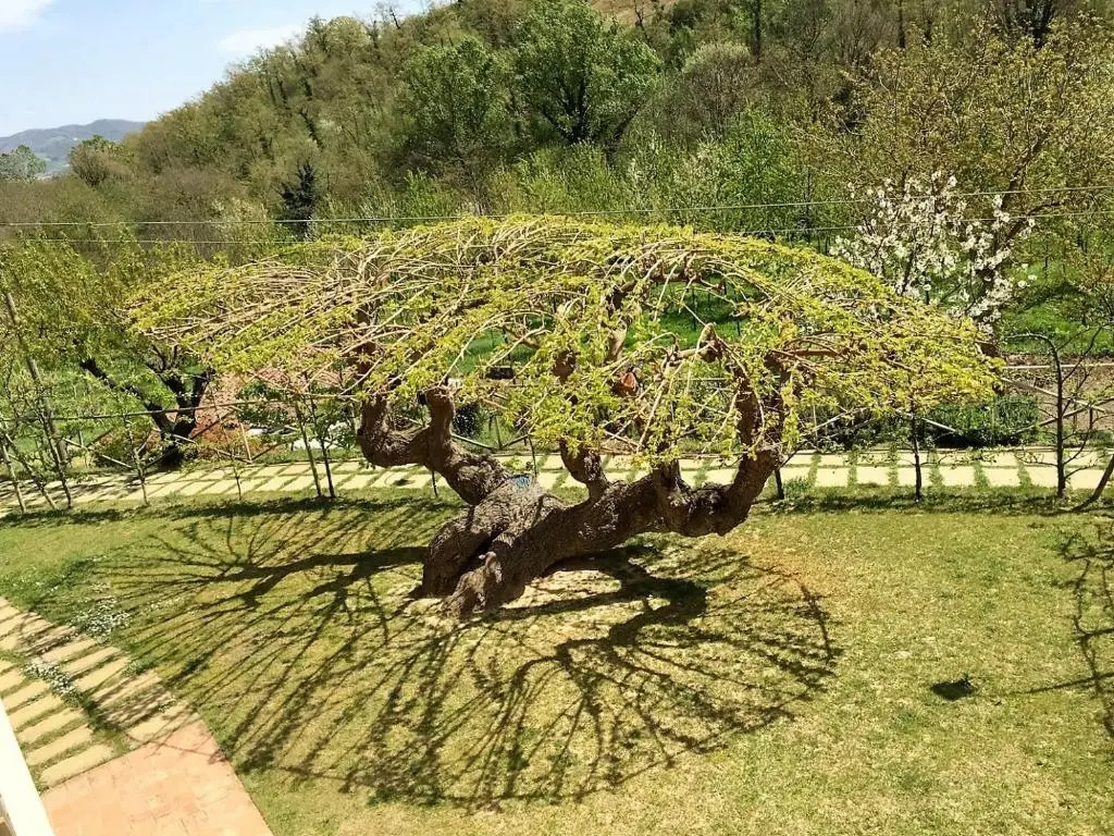 Agriturismo I Gelsi di Santa Cristina - Chambres