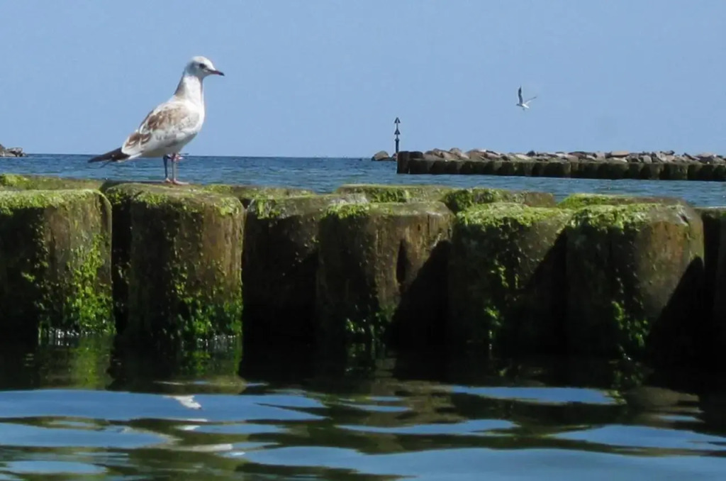 Ferienwohnung Koserow - фото 9