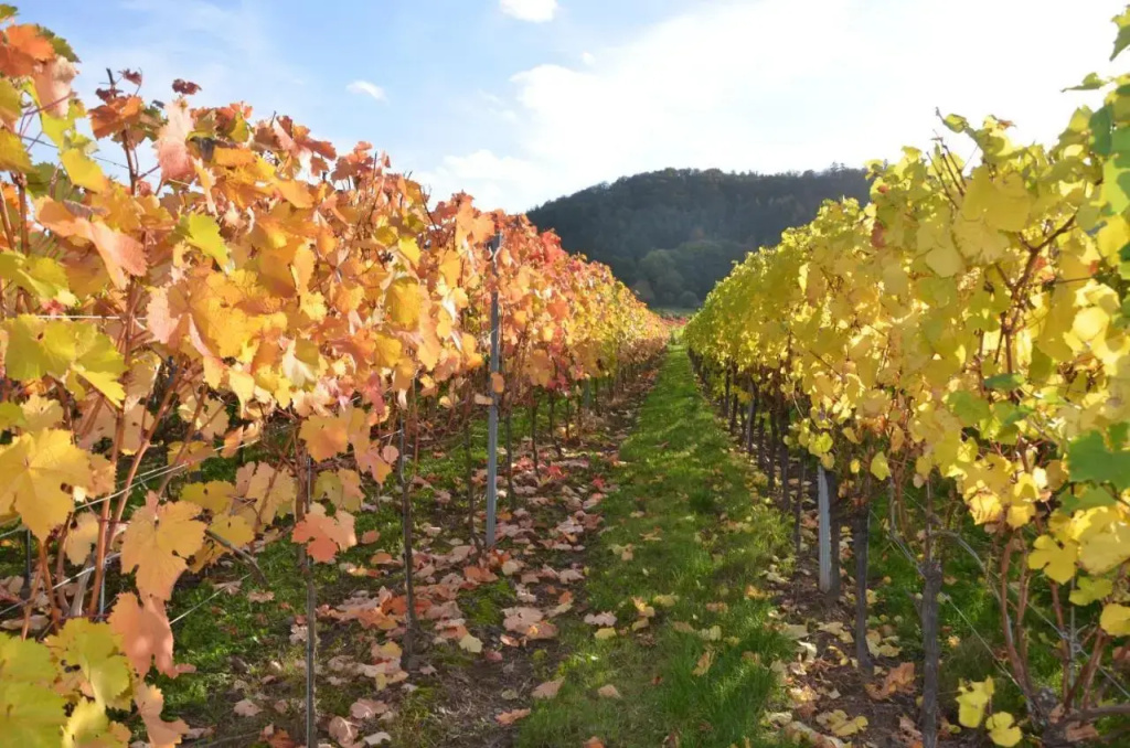 Ferienweingut Gansen / Hochgenuss 1 - фото 7