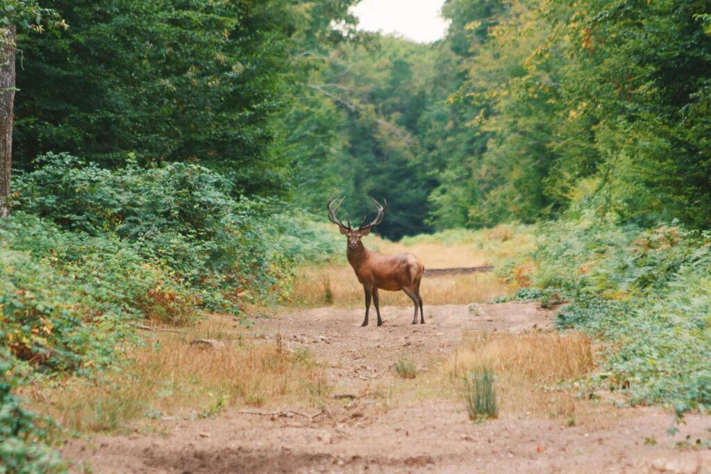 Loire Valley Lodges - Hotel picture